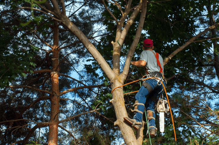 The Tree Network 